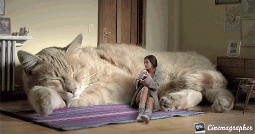Heller….where has this sweet kitteh been hiding? GIF’s have made a comeback like big hair and skinny jeans and so to find a gem can be few and far...