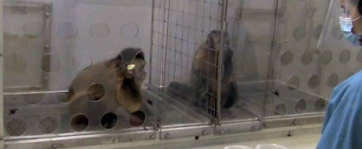 Monkeys demand equal pay for their labors