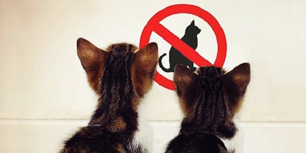 no-cats-2