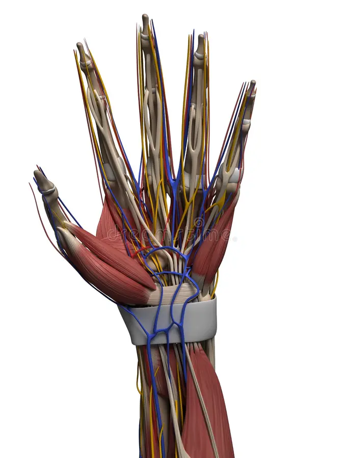 3D Printer Makes Veins. No, Like, Actual Human Veins