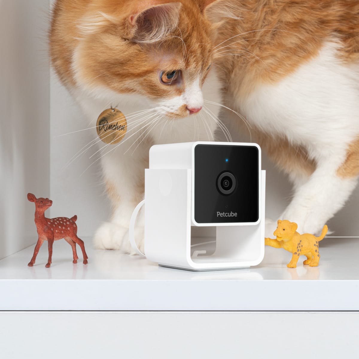 See The World From Your Pet's Perspective with Pet Vision