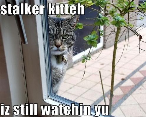 New Service Flutter A Stalker's Dream