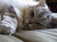 Hate What Apple’s Become? Blame Microsoft. And Sony. And RIM. And…