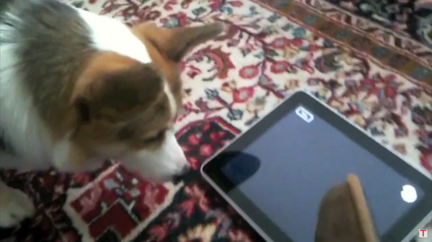 This Dog talk to iPad