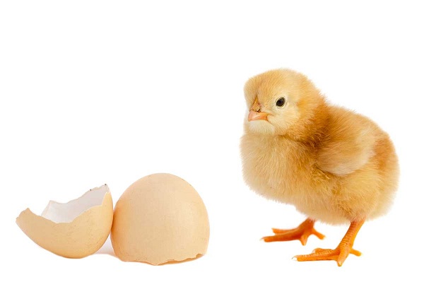 Apple's Chicken and Gizmodo's Egg: The Ethics of the iPhone 4G Mess