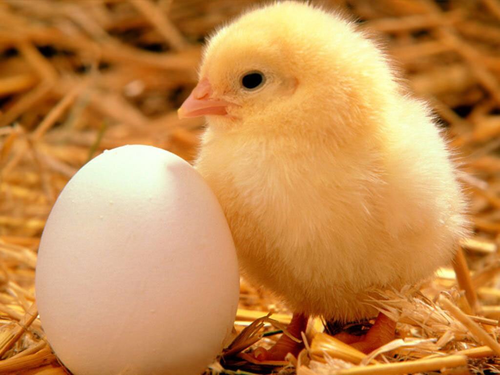 Science Confirms, Once And For All: The Chicken Came First