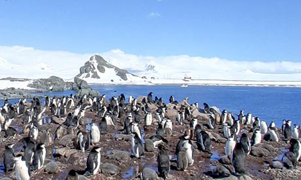 Penguins Google 006