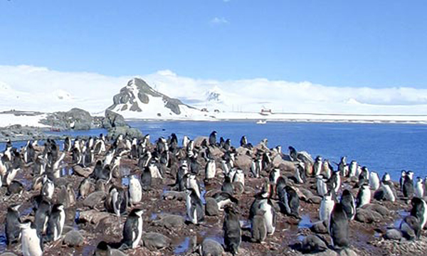 Google Street View: At Least Penguins Can't Sue