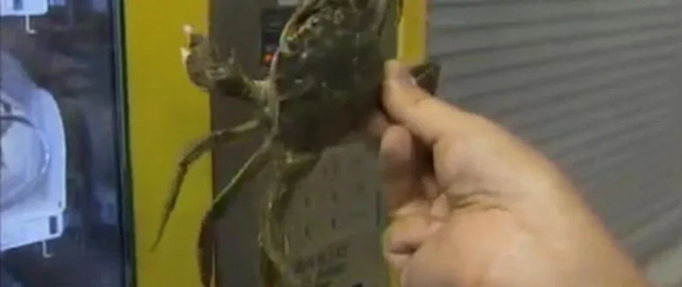 Chinese Vending Machines Give “Fresh” A Whole New Meaning