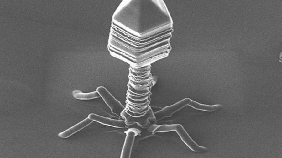MIT makes solar-cell technology go viral. Literally