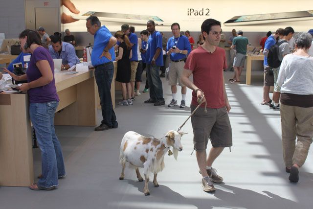 The Apple Store allows nearly anything, even goats