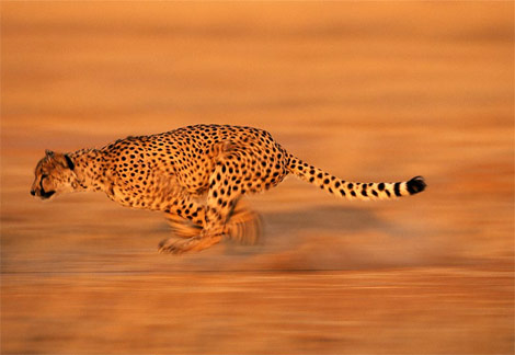 The DARPA "Cheetah" is fast and freaky
