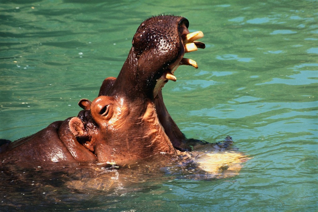 hippo-1024x682-1-1-1