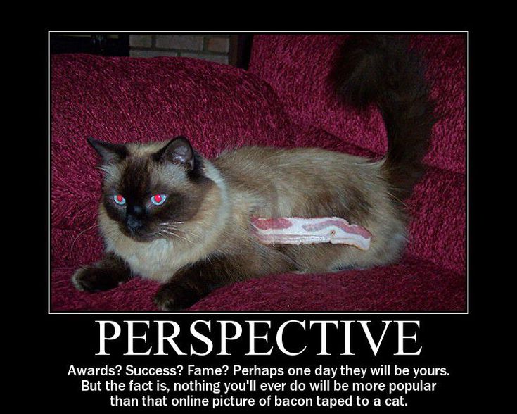 Cats vs Bacon: Which is more viral?