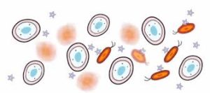 IBM developing staph-killing “ninja polymers” that attacks physically rather than chemically