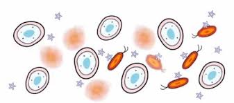 IBM developing staph-killing ninja polymers that attack physically rather than chemically