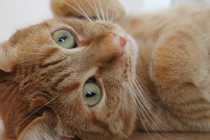 Cattitude_at_its_finest