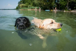 The WaterDog can save the life of your dog