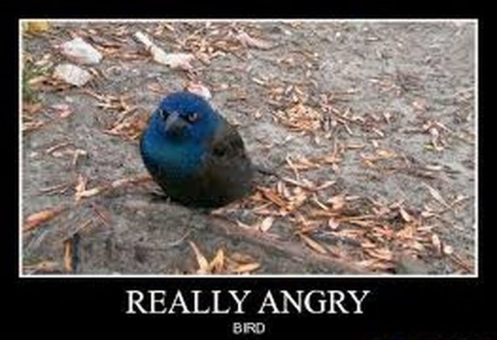 The angriest bird on the Internet