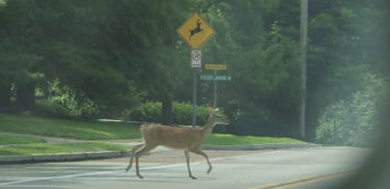 Stop encouraging deer to cross the road