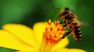 The effects of the great bee death streak