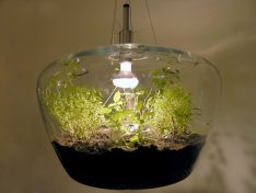 Glasshouse terrarium hanging pendant lamp