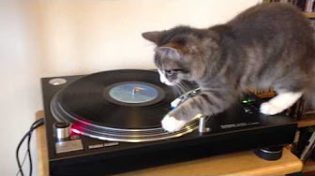 A cat who acts as a disc jockey
