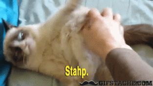 Grumpy Cat gif attack