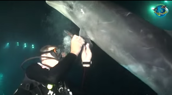 Dolphin tangled in fishing line "asks" diver for help