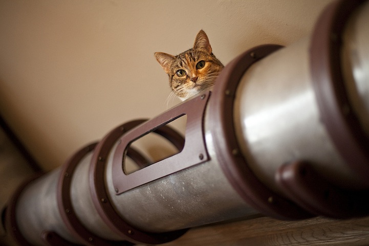 remarkable transit system for cats