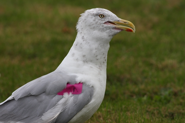 Disturbing anti-drone surveillance video begs the question, "Who's watching you?"