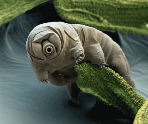 Moss Piglet