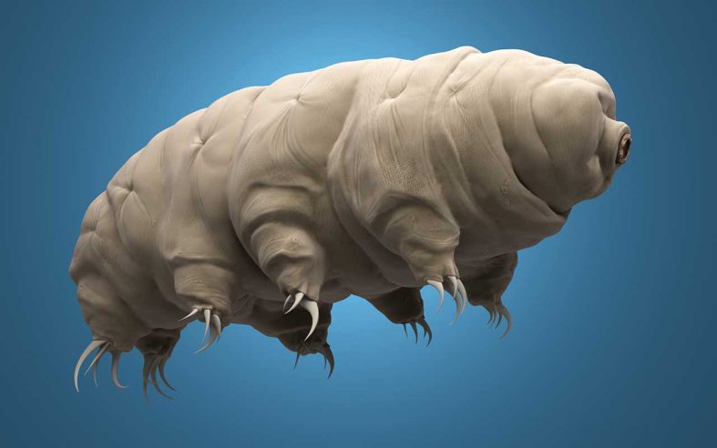 Tardigrade is Indestructable