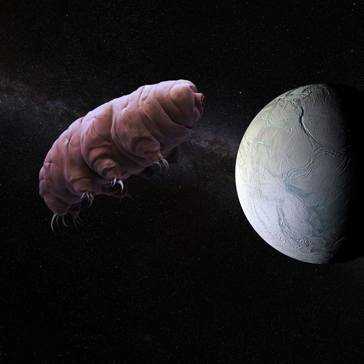 Tardigrades In Space