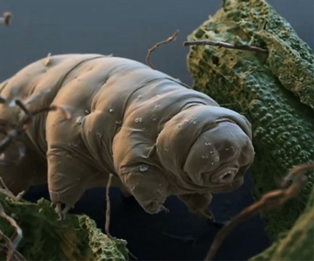 Water Bear