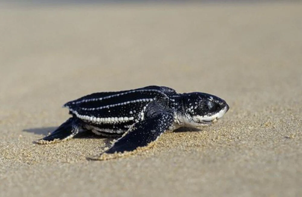 Baby sea turtles' mad dash to the sea reproduced by FlipperBot