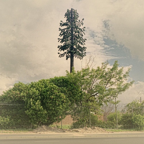 12 examples of cell phone towers disguised as trees 1 cell-phone-tower-tree-1-2