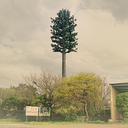 12 examples of cell phone towers disguised as trees 11 cell-phone-tower-tree-11-2