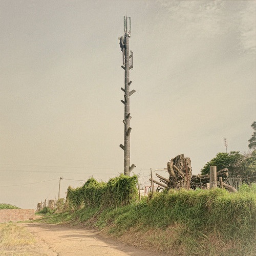 12 examples of cell phone towers disguised as trees 4 cell-phone-tower-tree-4-2