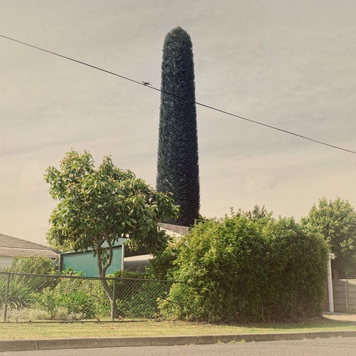12 examples of cell phone towers disguised as trees 6 cell-phone-tower-tree-6-2