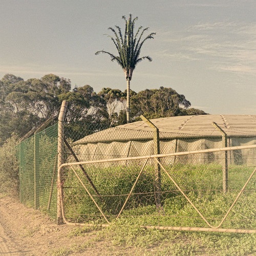 12 examples of cell phone towers disguised as trees 8 cell-phone-tower-tree-8-2