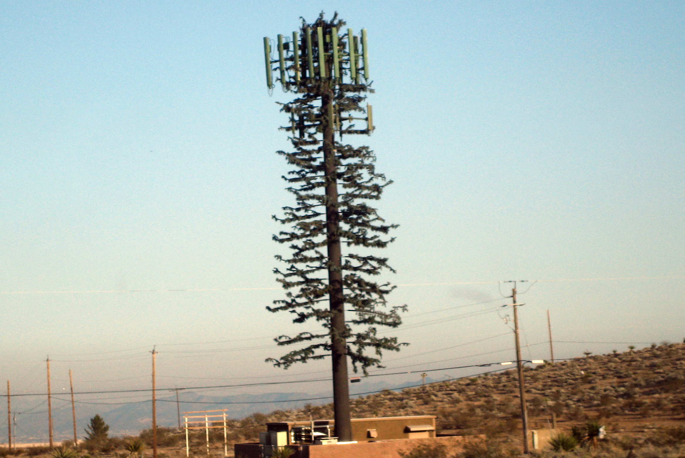 12 examples of cell phone towers disguised as trees
