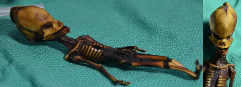 Is Greer's Sirius alien real?