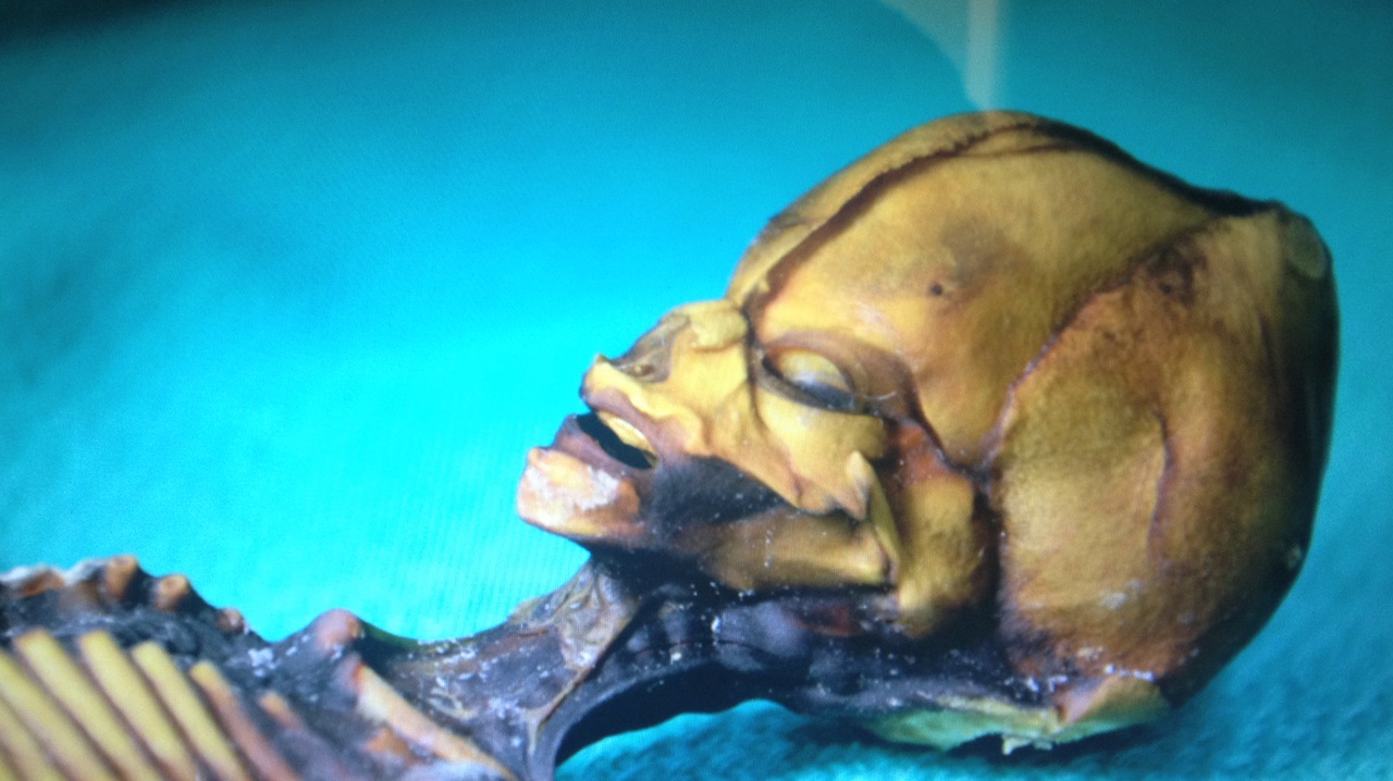 Is Greer's Sirius alien real? 6 greers-sirius-alien-2