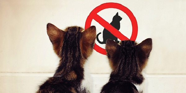 The first three stages of Facebook page promotion for local businesses 2 no-cats-2