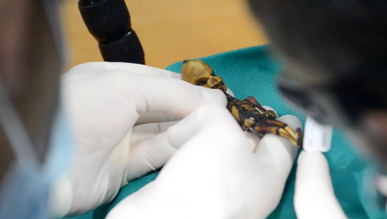 Is Greer's Sirius alien real? 2 sirius-alien-2