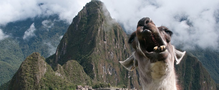 Social media loves animals. Thankfully, humans do as well